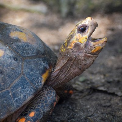Tortue - Quelles sont les couleurs et les motifs de la tortue ?