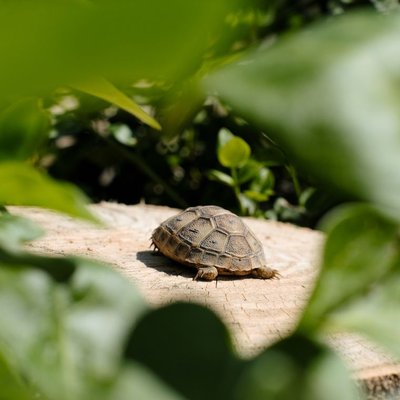 Tortue - Sélectionner un éleveur de tortues nées en captivité