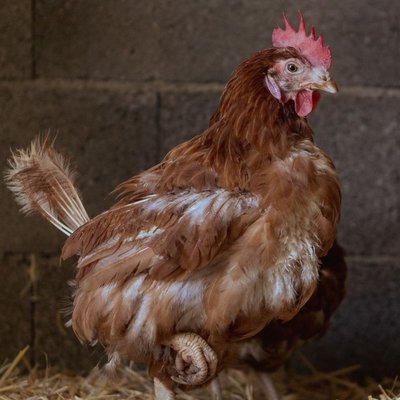 Poule rousse - Poule rousse : quel prix pour un poussin ou une poule prête à pondre ?