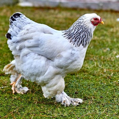 Poule Brahma - Poule Brahma : quel prix pour un poussin ou une poule ?