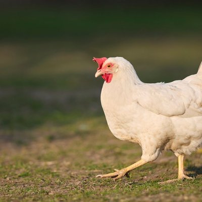 Poule Leghorn - Poule Leghorn : quel prix pour un poussin ?