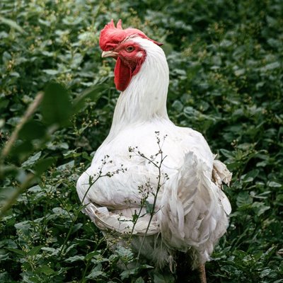 Poule Leghorn