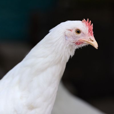 Poule Leghorn - Choisir mes poules Leghorn