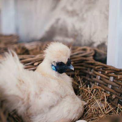 Poule Soie - Poule Soie : quel prix pour un poussin ou une poule adulte ?