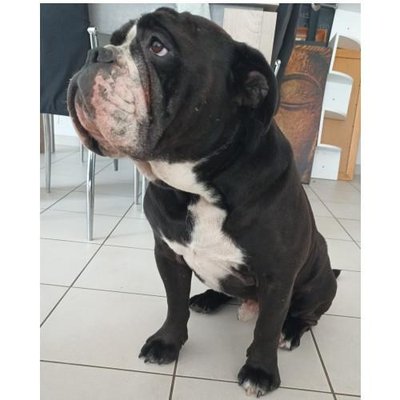 Bouledogue Anglais - photo 1