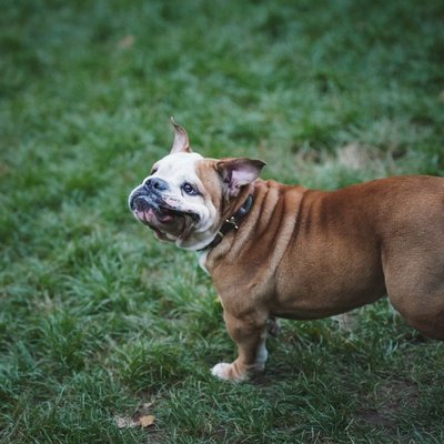 Bouledogue Anglais - Condition de vie du Bouledogue Anglais