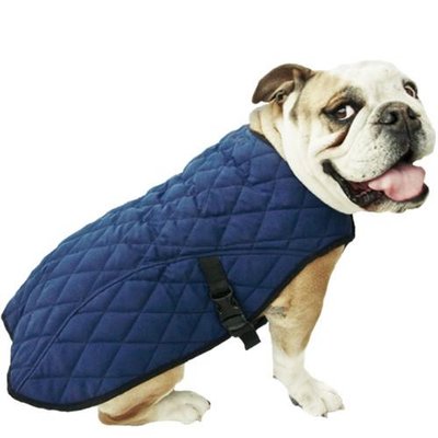Bouledogue Anglais - photo 2