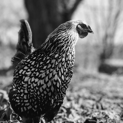 Poule Wyandotte - Poule Wyandotte : quel prix pour un poussin ?
