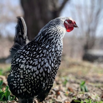 Poule Wyandotte - Quelles sont les couleurs de plumage de la Poule Wyandotte ?