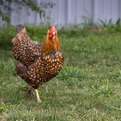 Poule Wyandotte - Choisir mes poules Wyandotte