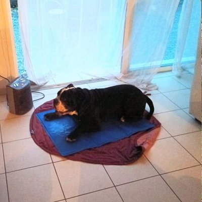 Bouledogue Anglais - photo 3