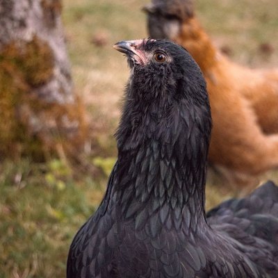 Poule Araucana - Poule Araucana : quel prix pour un poussin ou une poule ?