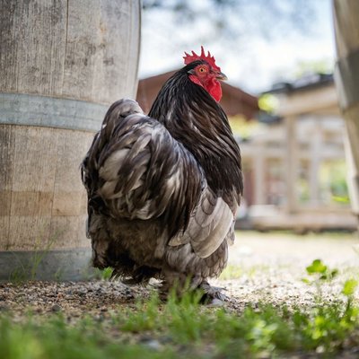 Poule Cochin - Poule Cochin : quel prix pour un poussin ou une poule ?