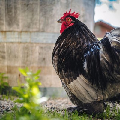 Poule Cochin