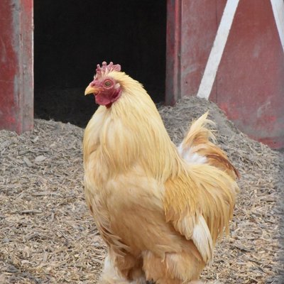 Poule Cochin - Choisir mes poules Cochin