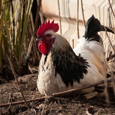 Poule Sussex - Poule Sussex : quel prix pour un poussin ou une poule prête à pondre ?