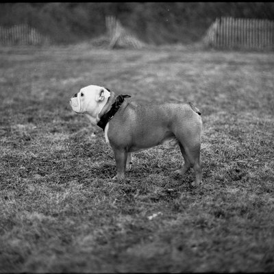 Bouledogue Anglais