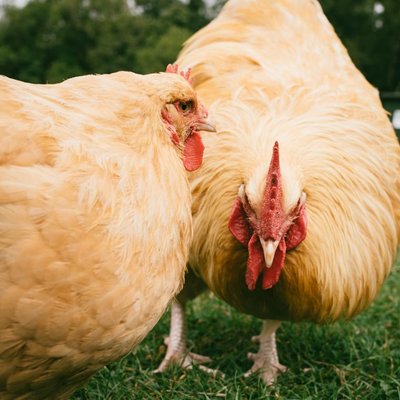 Poule Orpington - Poule Orpington : quel prix pour un poussin ?