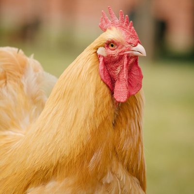 Poule Orpington