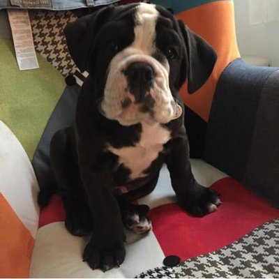 Bouledogue Anglais - photo 4
