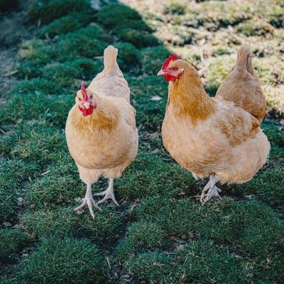 Poule Orpington - Choisir mes poules Orpington