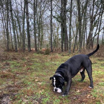 Bouledogue Anglais - photo 5