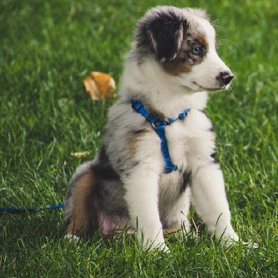 Berger Australien - photo 1