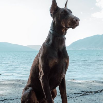 Dobermann - Condition de vie du Doberman Royal