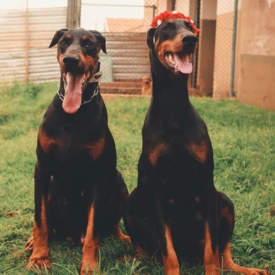 Dobermann