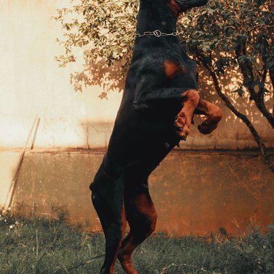 Dobermann