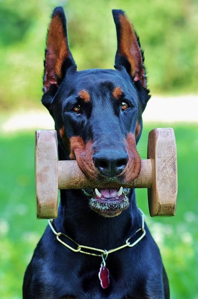 Dobermann joueur
