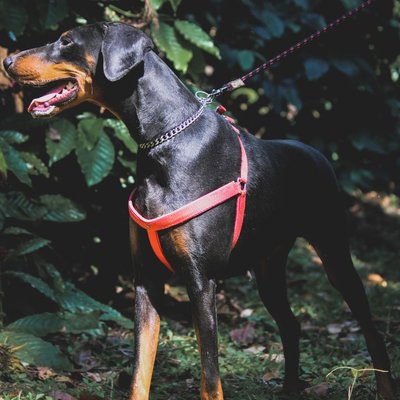 Dobermann