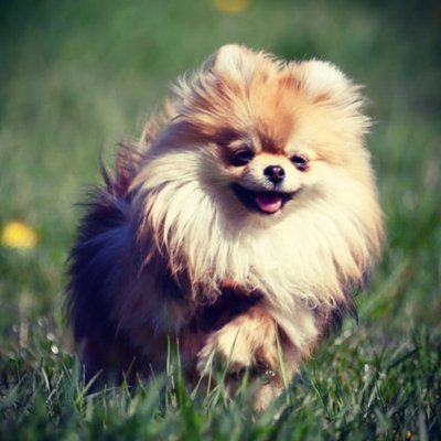 Spitz Allemand - photo 1