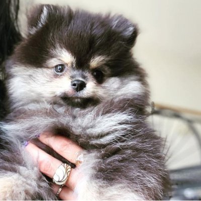 Spitz Allemand - photo 4