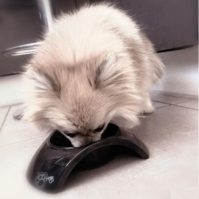 Spitz Allemand - photo 6