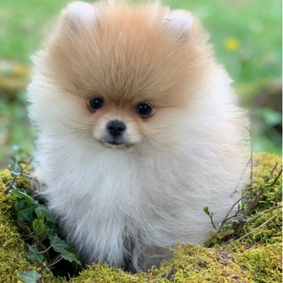 Spitz Allemand - photo 8