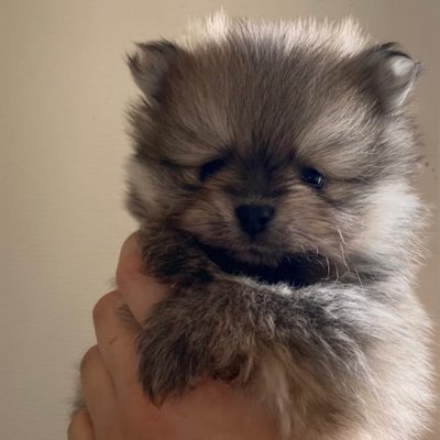 Spitz Allemand - photo 10