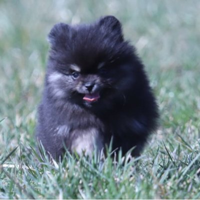 Spitz Allemand - photo 11