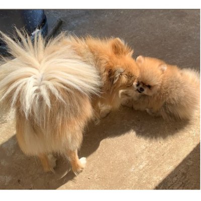 Spitz Allemand - photo 12