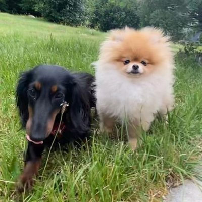 Spitz Allemand - photo 17