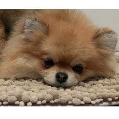 Spitz Allemand - photo 18