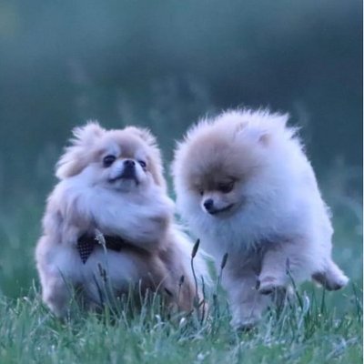 Spitz Allemand - photo 2