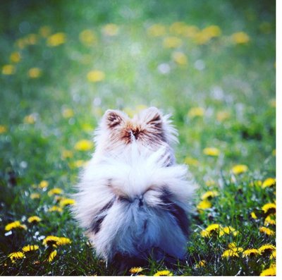 Spitz Allemand - photo 14