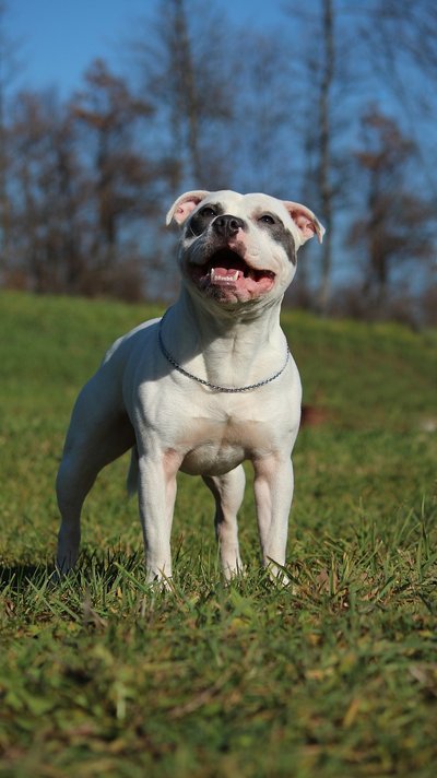 Staffie le saviez-vous