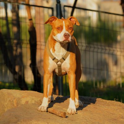 Staff, Amstaff, American Staff - Morphologie du Staffordshire American