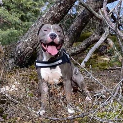 Staff, Amstaff, American Staff - photo 1