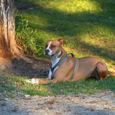 Staff, Amstaff, American Staff - Condition de vie du Chien Staff American