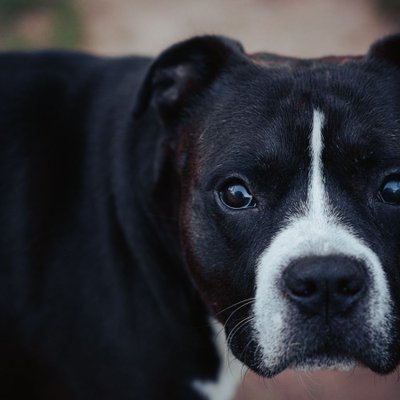 Staff, Amstaff, American Staff - Caractère du American Staff