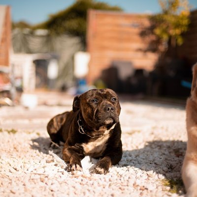Staff, Amstaff, American Staff
