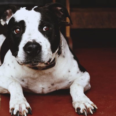 Staff, Amstaff, American Staff - Quelle sera la couleur de votre Staff ?